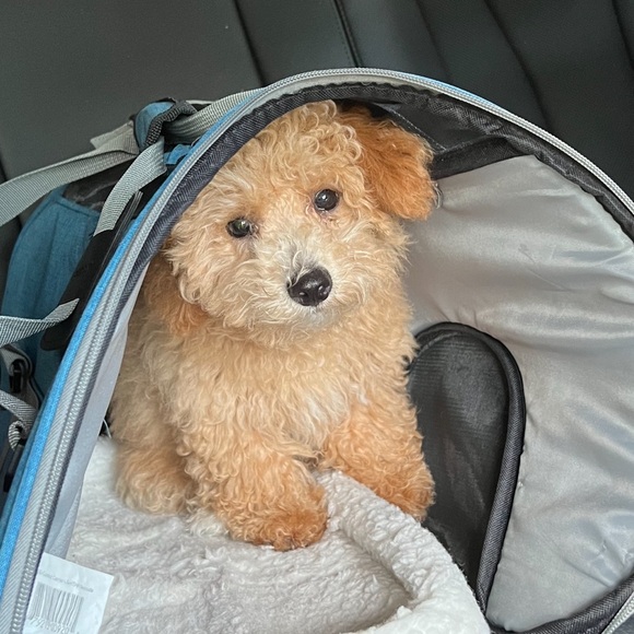 Meet your Posher, Wanda - Picture 9 of 10